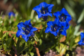 Stock Image: Campanula Bellflowers - blue funnel shaped flowers