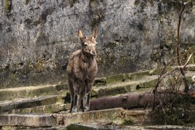 Stock Image: capricorn female