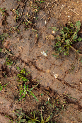 Stock Image: Car tracks in the mud texture