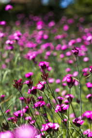 Stock Image: Carthusian Pink (Dianthus carthusianorum)