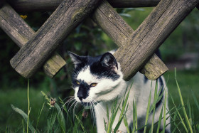 Stock Image: cat at the fence