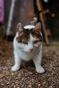 Stock Image: Cat comes out of a barn