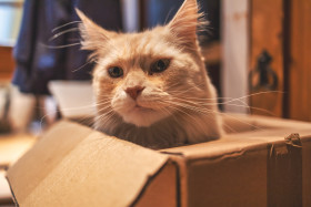 Stock Image: Cat in a box