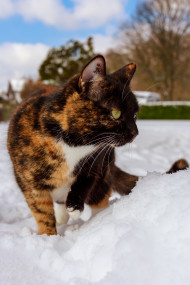Stock Image: Cat in snow