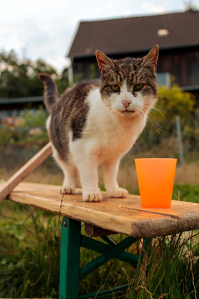 Stock Image: Cat on a beer bench