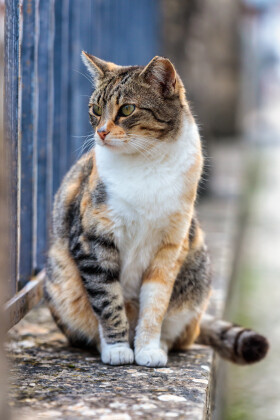 Stock Image: cat on a fence