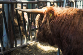 Stock Image: cattle in the stable