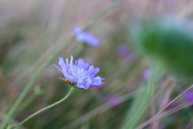 Stock Image: Centaurea cyanus, commonly known as cornflower or bachelor's button