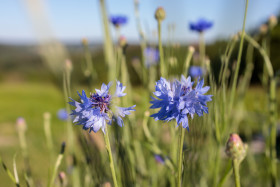 Stock Image: Centaurea montana flowering ornamental blue plant