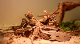 Stock Image: Central bearded dragon baby