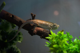 Stock Image: chameleon on branch