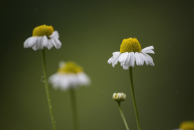 Stock Image: chamomile