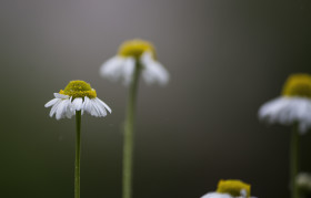 Stock Image: chamomile