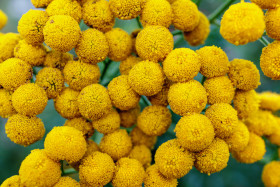 Stock Image: chamomile without petals