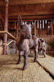 Stock Image: Cheeky young goat in the stable