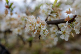Stock Image: Cherry blossom
