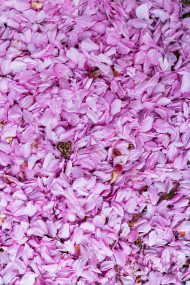 Stock Image: cherry blossoms texture