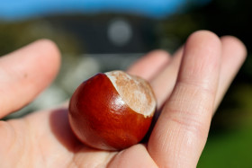 Stock Image: Chestnut in hand