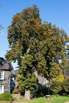 Stock Image: chestnut tree