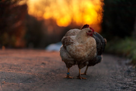 Stock Image: Chicken