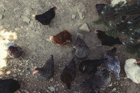 Stock Image: chicken coop