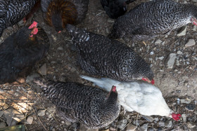 Stock Image: chicken coop