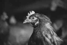 Stock Image: Chicken Hen Portrait in Black and White