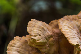 Stock Image: chicken of the woods fungus