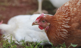 Stock Image: Chicken on the farm, poultry concept. Angry brown hen looking at camera