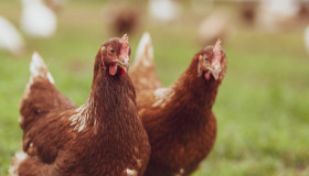 Stock Image: Chicken on the farm, poultry concept. Cute brown hen looking at camera