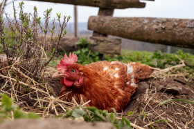 Stock Image: Chicken sits in a hollow in the ground