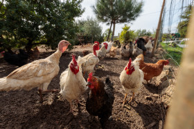 Stock Image: Chickens and turkeys