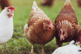 Stock Image: chickens in the yard graze, hens feed on grass. poultry farm
