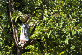 Stock Image: child climbs tree