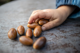 Stock Image: Child holds acorns in hand