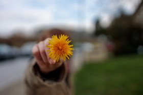 Stock Image: Child holds dandelion flower at camera