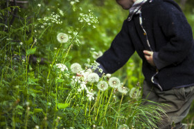 Stock Image: child picks dandelions