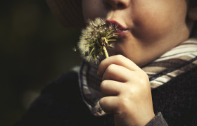 Stock Image: child with blowball