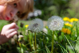 Stock Image: Children love dandelions