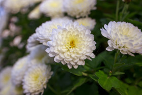 Stock Image: China aster, also called Annual Aster, Callistephus chinensis