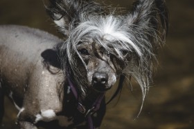 Stock Image: Chinese Crested Dog Breed