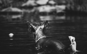 Stock Image: Chinese Crested Dog Breed in water