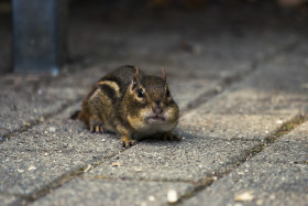 Stock Image: chipmunk