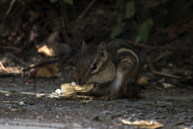 Stock Image: chipmunk eats peanut