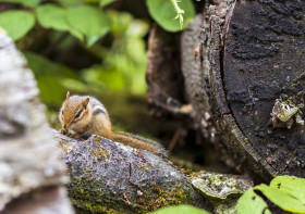 Stock Image: chipmunk in a forest