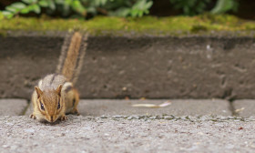 Stock Image: Chipmunk looks at the camera