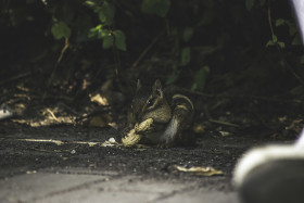 Stock Image: chipmunk with nut