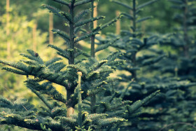 Stock Image: christmas tree breeding / nursery