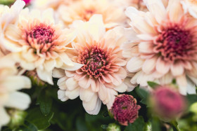 Stock Image: Chrysanthemum
