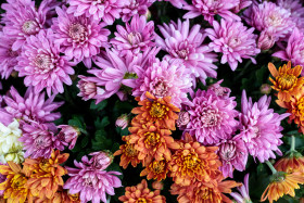 Stock Image: Chrysanthemum Flowers